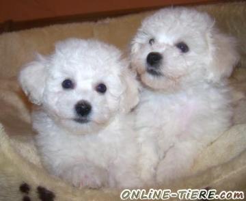 Biete Bichon Frise