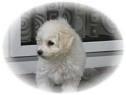 Biete Bichon Frise