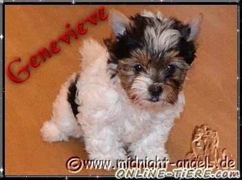 Biete Biewer Yorkshire a l&aacute; Pom-Pon