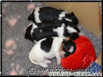 Biete Biewer Yorkshire a l&aacute; Pom-Pon