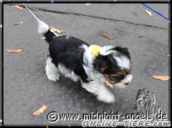 Biete Biewer Yorkshire a l&aacute; Pom-Pon