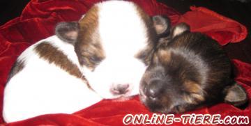 Biete Biewer, Yorkshire, Golddust, Tricolor