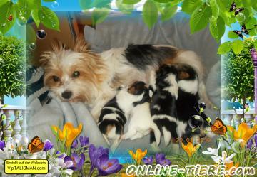 Biete Biewer-Yorkshire-Terrier