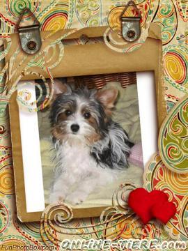 Biete Biewer yorkshire Terrier