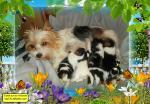 Biete Biewer-Yorkshire-Terrier