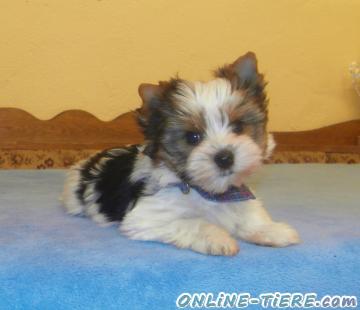 Biete Bieweryorkshire Terrier