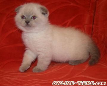 Biete BKH / Scottish Fold babys in point !