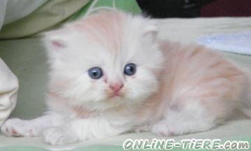 Biete BKH, BLH, Scottish Fold, H&iacute;ghland Fold