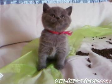 Biete BKH, Britisch Kurzhaar, Karthäuser,