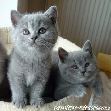 Biete BKH, Kart&auml;user