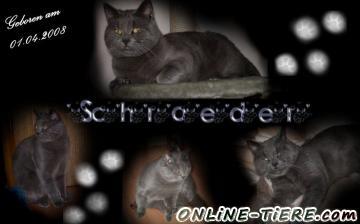 Biete BKH, Kart&auml;user