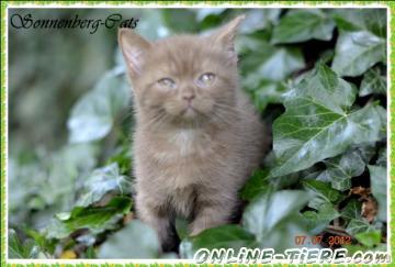Biete BKH Katerchen in Cinnamon Farbe