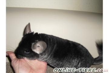 Biete Black Velvet, Chinchilla