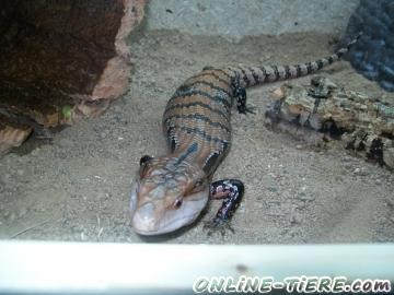Biete Blauzungenskink mit Terrarium