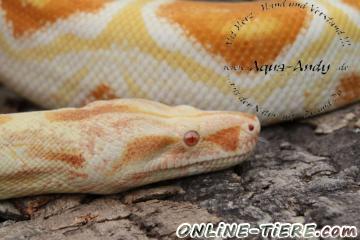 Biete Boa constrictor albino sharp line