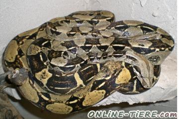 Biete Boa Constrictor constrictor