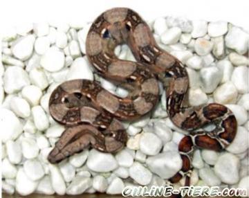 Biete Boa Constrictor Imperator