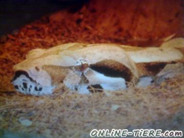 Biete Boa constrictor imperator