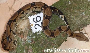 Biete Boa Constrictor Imperator