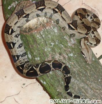 Biete Boa Constrictor Imperator