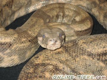 Biete Boa constrictor