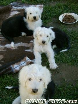 Biete Bobtail