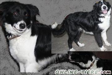 Biete Border Collie