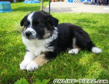 Biete Border Collie