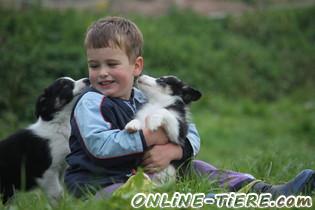 Biete Border Collie