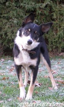 Biete Border Collie