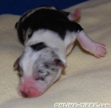 Biete Border Collie