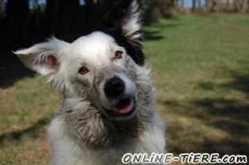 Biete Border Collie