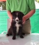 Biete Border Collie