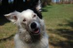 Biete Border Collie