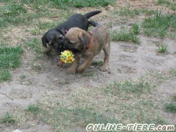 Biete Border Terrier