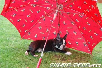 Biete Boston Terrier