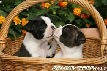 Biete Boston Terrier
