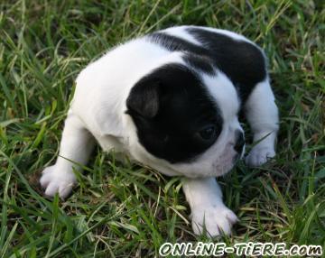 Biete Boston Terrier