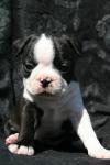 Biete Boston Terrier