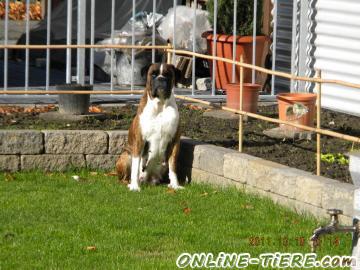 Biete Boxer, H&uuml;ndin