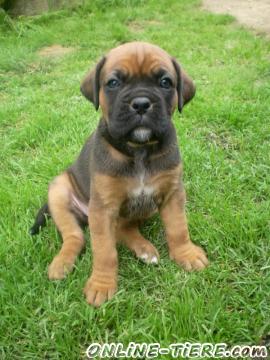 Biete Boxer,welpen,r&uuml;de,h&uuml;ndin,