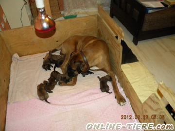 Biete Boxer,Welpen