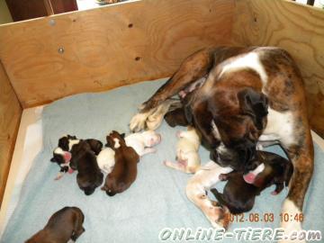 Biete Boxer,Welpen