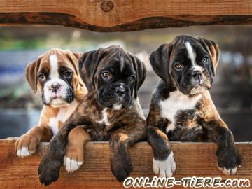 Biete Boxer welpen