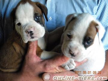 Biete Boxer Welpen