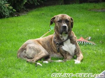 Biete Boxer/H&uuml;tehund-Mix
