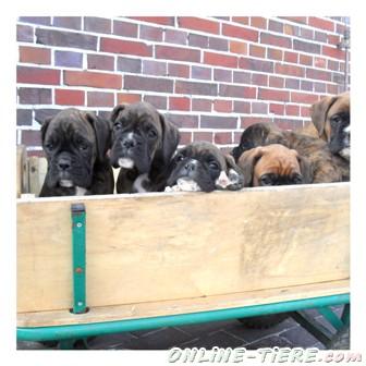 Biete Boxerwelpen