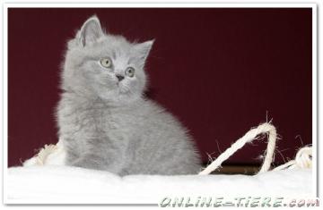 Biete Britisch Kurz- und Langhaar