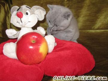 Biete Britisch Kurzhaar, Kart&auml;user