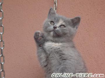 Biete Britisch Kurzhaar,Kart&auml;user